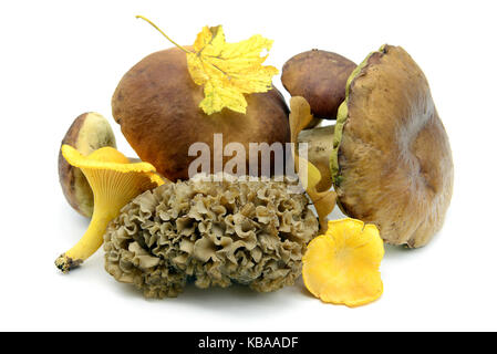 I funghi commestibili come penny bun, golden chanterelle, bay boletus e cavolfiore fungo (sparassis crispa) bianco su sfondo isolato. Foto Stock