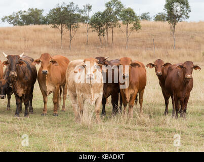 Mandria mista di capi di bestiame che girano liberamente nel Queensland in Australia. Foto Stock