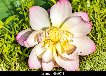 Macro flat top visualizza in basso closeup di rosa luminoso fiore di loto con giallo seedpod interno Foto Stock