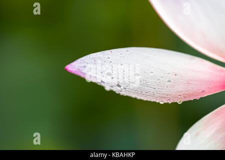 Primo piano della rosa luminoso fiore di loto petalo con gocce d'acqua macro che mostra il dettaglio e texture Foto Stock