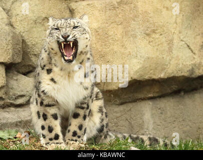 Un snow leopard ululano in avviso. Foto Stock