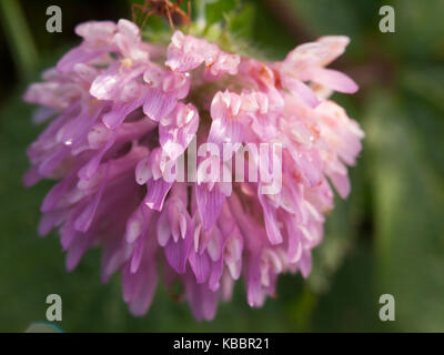 Wet rosa viola offerte piccoli fiori che sbocciano i fiori bud; essex; Inghilterra; Regno Unito Foto Stock