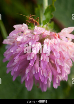 Wet rosa viola offerte piccoli fiori che sbocciano i fiori bud; essex; Inghilterra; Regno Unito Foto Stock