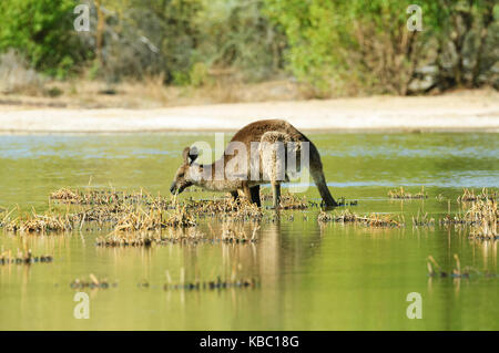 Canguro rosso (Macropus rufus) morendo di fame a causa della siccità l'alimentazione su erba acquatica in un piccolo stagno. Bowra, vicino Cunnamulla, Queensland, QLD, Australia Foto Stock