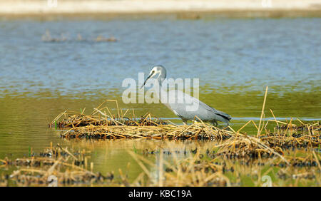 Di fronte bianco-Heron (Egretta novaehollandiae), Bowra, vicino Cunnamulla, Queensland, QLD, Australia Foto Stock