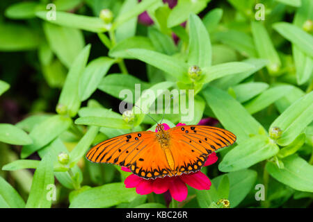 Gulf Fritillary butterfly,Agraulis vanillae, nectaring in rosa zinna elegans. Oklahoma, Stati Uniti d'America. Foto Stock