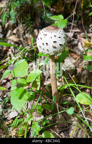 Ombrello chiuso fungo nell'erba. foresta commestibile fungo. Foto Stock