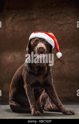 Il nero labrador retriever seduto con i regali per Natale santa hat Foto Stock