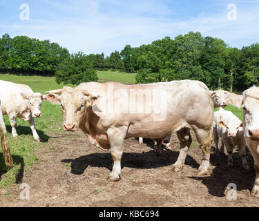 Bianco grande manzo Charolais bull con una mandria di vacche e vitelli in un lussureggiante verde pascolo di montagna con alberi. Close up vista laterale guardando la fotocamera Foto Stock