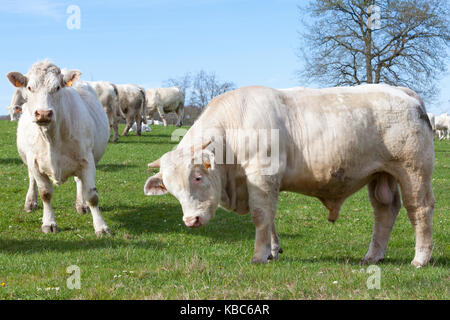 Curioso bianco carne di manzo Charolais bull e delle mucche al pascolo in una molla di rigogliosi pascoli con altri catlle nella mandria dietro di loro in una vista ravvicinata Foto Stock
