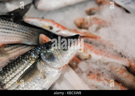 Close-up di appena catturati european sea bass o Dicentrarchus labrax su ghiaccio per la vendita in greco mercato del pesce Foto Stock