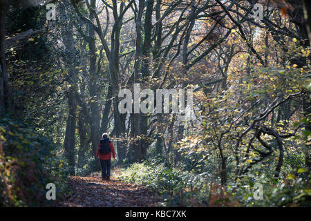 Nov 2016 EXMOOR - a piedi in profondità - con Mark Rowe - Pix da Steve Morgan Foto Stock