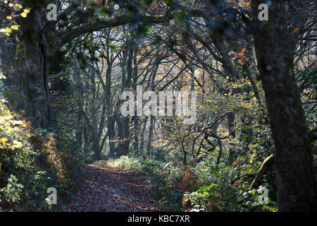 Nov 2016 EXMOOR - a piedi in profondità - con Mark Rowe - Pix da Steve Morgan Foto Stock