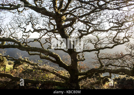 Nov 2016 EXMOOR - a piedi in profondità - con Mark Rowe - Pix da Steve Morgan Foto Stock