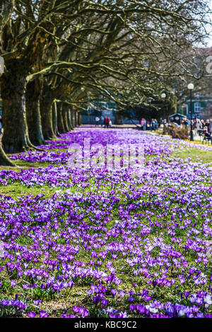 Bel colore di crochi in fiore nel parco di primavera in szczecin Foto Stock