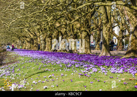 Bel colore di crochi in fiore nel parco di primavera in szczecin Foto Stock