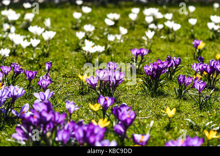 Bel colore di crochi in fiore nel parco di primavera in szczecin Foto Stock