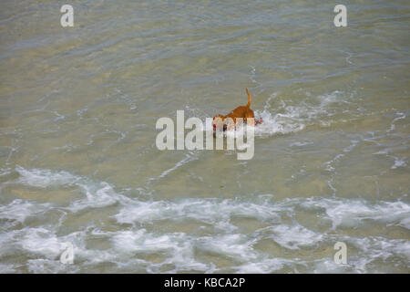 Cane che corre attraverso il mare poco profondo e acqua su una spiaggia Foto Stock