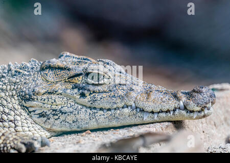 Captive coccodrillo cubano (Crocodylus rhombifer), una piccola specie di coccodrilli endemica di cuba, west indies, America centrale Foto Stock