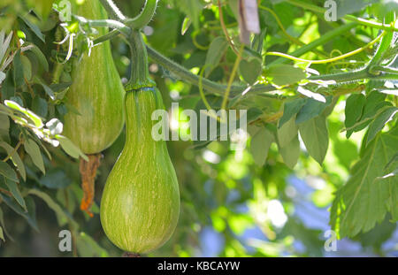 Verde zucca immaturi in giardino Foto Stock