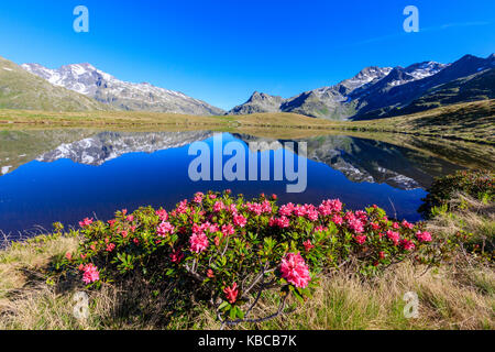 Rododendri in fiore a lago andossi, Val Chiavenna, provincia di Sondrio e della valtellina, Lombardia, Italia, Europa Foto Stock