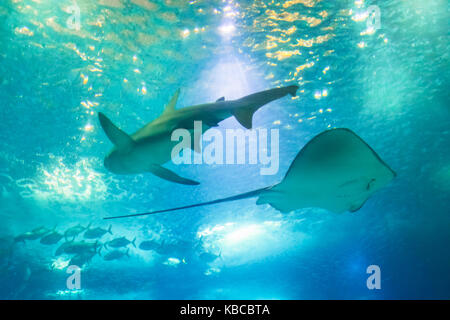 Sting Ray e shark Foto Stock