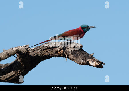 A nord del carmine Gruccione (Merops rubicus) appollaia, Tsavo, Kenya, Africa orientale, Africa Foto Stock