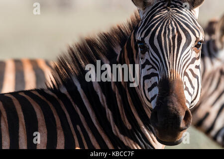 Ritratto di una zebra comune (Equus quagga) guardando la fotocamera, Tsavo, Kenya, Africa Orientale, Africa Foto Stock