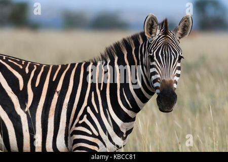 Ritratto di una zebra comune (Equus quagga) guardando la fotocamera, Tsavo, Kenya, Africa Orientale, Africa Foto Stock