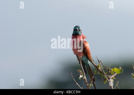 A nord del carmine Gruccione (Merops rubicus) appollaia, Tsavo, Kenya, Africa orientale, Africa Foto Stock