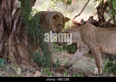 Due leoni (panthera leo) nella struttura ad albero ombra, Tsavo, Kenya, Africa orientale, Africa Foto Stock