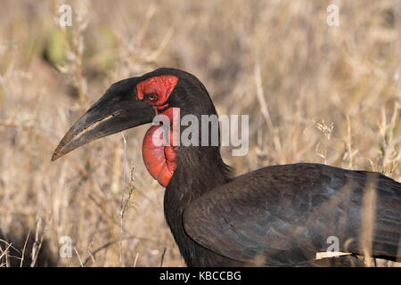 Una terra meridionale hornbill (bucorvus leadbeateri), Tsavo, Kenya, Africa orientale, Africa Foto Stock