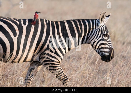 Ritratto di una zebra comune (Equus quagga), che cammina con un nido d'ape di carminio settentrionale (Merops rubicus) sulle sue spalle, Kenya Foto Stock