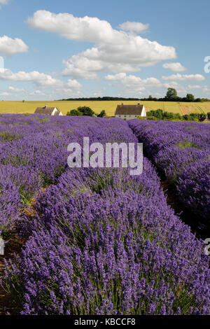 Cotswold lavanda, snowshill, Cotswolds, Gloucestershire, England, Regno Unito, Europa Foto Stock