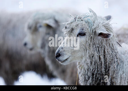 Cotswold lion pecore nella neve, Bourton-on-the-Hill, Cotswolds, Gloucestershire, England, Regno Unito, Europa Foto Stock