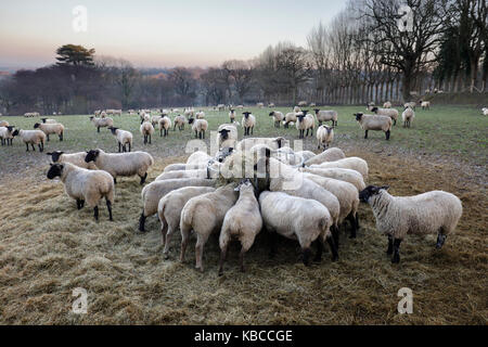 Campo di pecore avanzamento sul fieno in inverno, burwash, East Sussex, England, Regno Unito, Europa Foto Stock