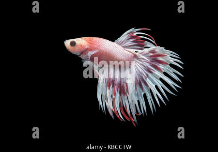 Foto macro di combattimento siamese pesci ( white e red crown tails combattimenti fishs), Betta splendens isolati su sfondo nero, il concetto di animale. Foto Stock