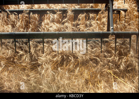 Mietitura del grano di testa, vista dall'interno della cabina della mietitrebbia in North Dakota Foto Stock