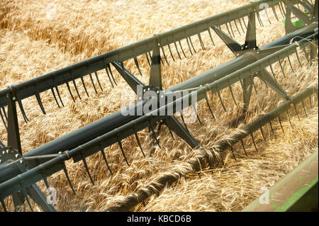 Mietitura del grano di testa, vista dall'interno della cabina della mietitrebbia in North Dakota Foto Stock