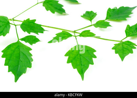 Foglie verdi su sfondo bianco, Betulla ramoscello con foglie giovani Foto Stock