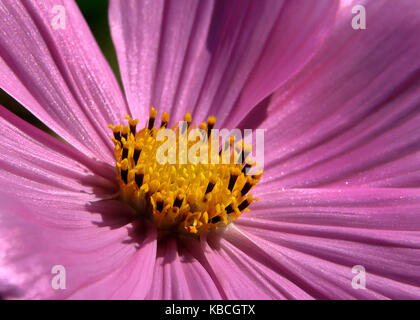 Macro shot di rosa fiori di Cosmos e centro di colore giallo Foto Stock