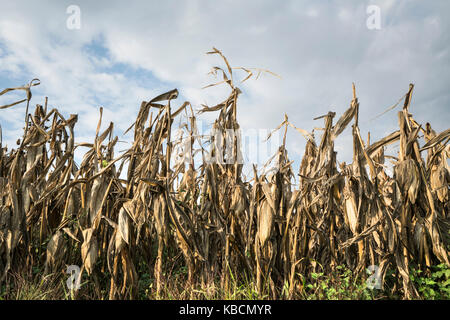 Campo coltivato con mais maturo in autunno Foto Stock