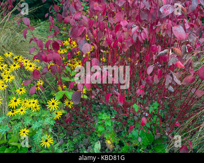 Cornus alba 'sibirica' siberian sanguinello in autunno Foto Stock