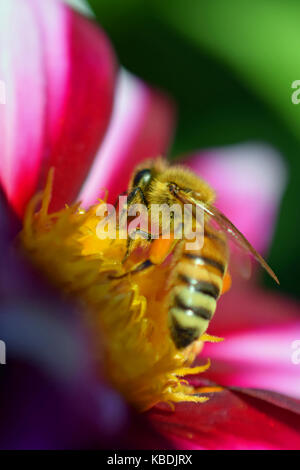 Il miele delle api (Apis mellifera) su bianco rosso dalia. verticale di chiudere l'immagine. Foto Stock