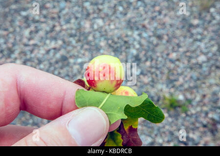 Oak mele sul lato inferiore di una foglia di quercia Foto Stock
