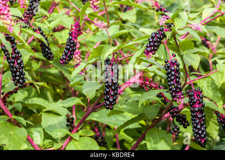 American Pokeweed maturazione bacche e foglie, phytolacca americana Foto Stock