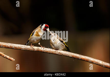 Un europeo cardellino alimenta la sua neonata Foto Stock