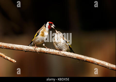 Un europeo cardellino alimenta la sua neonata Foto Stock