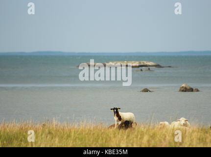 Pecore in småholmen ho kungsbacka kommun Foto Stock