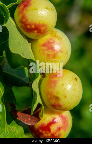 Oak mele sul lato inferiore di una foglia di quercia Foto Stock